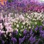 30+ SEEDS MOST FRAGRANT WHITE, RED & PURPLE LAVENDER MIX FLOWER SEEDS PERENNIAL (Seeds)