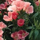 50+ SEEDS SALMON COLOR CLARKIA FLOWER SEEDS RE-SEEDING ANNUAL GODETIA (Seeds)