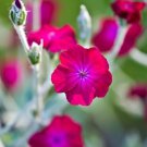 30+ SEEDS LYCHNIS HEIRLOOM FLOS JOVIS FLOWER SEEDS / PERENNIAL (Seeds)