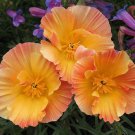 40+ SEEDS APRICOT CHIFFON THAI SILK POPPY FLOWER SEEDS MIX / RESEEDING ANNUAL PAPAVER (Seeds)
