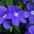 50+ SEEDS BLUE BROWALLIA LONG LASTING ANNUAL FLOWER (Seeds)