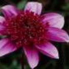 15+ SEEDS DAHLIA MILANO PURPLE FLOWER (Seeds)