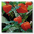 75+ SEEDS PHYSALLIS UNIQUE CHINESE LANTERN FLOWER SEEDS PERENNIAL (Seeds)