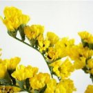 50+ SEEDS YELLOW STATICE FLOWER SEEDS / LONG LASTING ANNUAL (Seeds)