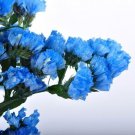 50+ SEEDS HEAVENLY BLUE STATICE FLOWER SEEDS LONG LASTING ANNUAL (Seeds)