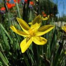 30+ SEEDS YELLOW BLUE-EYED GRASS SISYRINCH FLOWER SEEDS YELLOW SEDGE PERENNIAL (Seeds)