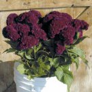 30+ SEEDS CRAMER'S BURGANDY COCKSCOMB / CELOSIA FLOWER (Seeds)