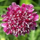 25+ SEEDS ROSE-COLOR SCABIOSA PINCUSHION FLOWER SEEDS PERENNIAL (Seeds)