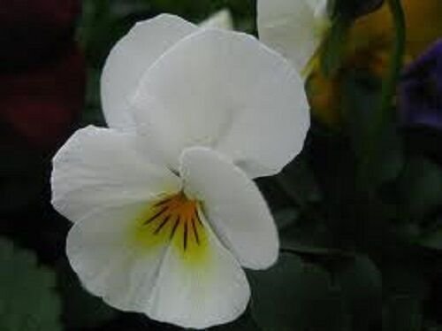 30+ SEEDS VIOLA CORNUTA WHITE LARGE FLOWERED FLOWER SEEDS SHADE LOVING PERENNIAL (Seeds)