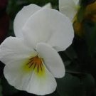 30+ SEEDS VIOLA CORNUTA WHITE LARGE FLOWERED FLOWER SEEDS SHADE LOVING PERENNIAL (Seeds)