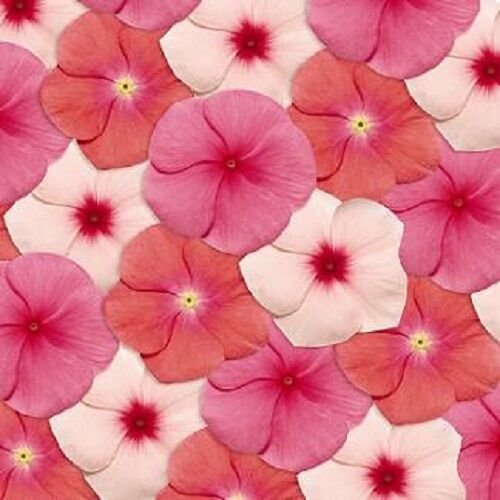 40+ SEEDS FRAGRANT VINCA PACIFICA GEORGIA PEACH FLOWER SEEDSMIX PERIWINKLE ANNUAL (Seeds)