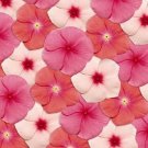 40+ SEEDS FRAGRANT VINCA PACIFICA GEORGIA PEACH FLOWER SEEDSMIX PERIWINKLE ANNUAL (Seeds)