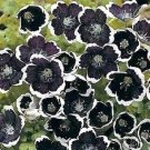 50+ SEEDS PENNY BLACK NEMOPHILA FLOWER SEEDS SHADE LOVING (Seeds)