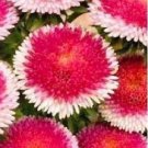 30+ SEEDS RED POMPON ASTER PERENNIAL FLOWER (Seeds)