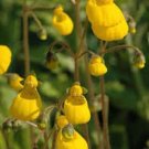 25+ SEEDS CALCEOLARIA GOLDCAP FLOWER SEEDS SLIPPER FLOWER POCKETBOOK PLANT (Seeds)