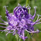 30+ SEEDS PHYTEUMA SCHEUCHZERI HORNED RAMPION FLOWER SEEDS EASY TO GROW PERENNIAL (Seeds)