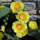 20+ SEEDS PRICKLY PEAR CACTUS FLOWER SEEDS WINTER HARDY PERENNIAL (Seeds)