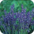 60+ SEEDS MOST FRAGRANT MUNSTEAD LAVENDER FLOWER SEEDS PERENNIAL (Seeds)