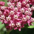 30+ SEEDS ROSE W/PINK CENTER BUTTERFLY WEED FLOWER SEEDS ASCLEPIAS PERENNIAL (Seeds)