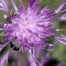 50+ SEEDS GIANT VIOLET QUEEN CLEOME SPIDER FLOWER SEEDS PERENNIAL (Seeds)