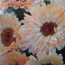 40+ SEEDS CALENDULA PACIFIC BEAUTY CREAM FLOWER SEEDS RE-SEEDING LONG LASTING ANNUAL (Seeds)