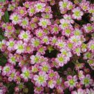 75+ SEEDS SAXIFRAGA RED CAP FLOWER SEEDS EVERGREEN PERENNIAL (Seeds)
