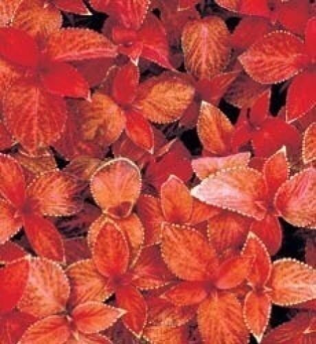 50+ SEEDS COLEUS "WIZARD SUNSET" SHADE LOVING FLOWER SEEDS / LONG LASTING ANNUAL (Seeds)
