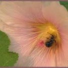 30+ SEEDS GIANT SALMON COLOR DANISH HOLLYHOCK FLOWER (Seeds)