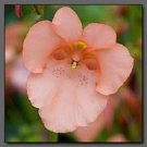 40+ SEEDS DIASCIA APRICOT QUEEN PERENNIAL CONTAINERS, GARDEN OR HANGING BASKETS (Seeds)