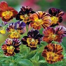 25+ SEEDS BRUSH STROKES VIOLA FLOWER SEEDS MIX SHADE PERENNIAL (Seeds)