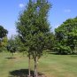 15+ SEEDS RED CHINESE BIRCH TREE SEEDS PERENNIAL BETULA FAST GROWING HARDY (Seeds)