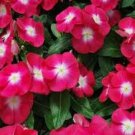 40+ SEEDS FRAGRANT ROSE HALO PERIWINKLE FLOWER SEEDS ANNUAL VINCA (Seeds)