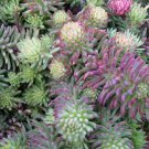 50+ SEEDS SEDUM ORACLE PERENNIAL FLOWER (Seeds)