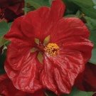 15+ SEEDS ABUTILON HYBISCUS-LIKE FLOWERING MAPLE PERENNIAL SEED MIX (Seeds)
