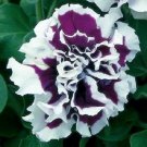 30+ SEEDS DOUBLE GRANDIFLORA PIROUETTE PURPLE PETUNIA FLOWER SEEDS ANNUAL (Seeds)