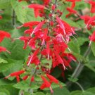 40+ SEEDS SALVIA HUMMINGBIRD LADY IN RED SAGE FLOWER (Seeds) 40+ SEEDS SALVIA HUMMINGBIRD LADY IN RED SAGE FLOWER (Seeds)