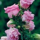 30+ SEEDS CAMPANULA PINK DOUBLE CANTERBURY BELLS PERENNIAL FLOWER (Seeds)
