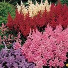 25+ SEEDS ASTILBE MIX FLOWER SEEDS PERENNAL (Seeds)