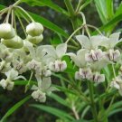 35+ SEEDS GOMPHOCARPUS FRUTICOSUS COTTONBUSH LONG LASTING ANNUAL (Seeds)