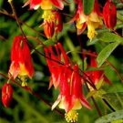 25+ SEEDS AQUILEGIA BI-COLOR CANADENSIS FLOWER SEEDS PERENNIAL COLUMBINE (Seeds)