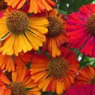 50+ SEEDS HELENIUM AUTUMNALE HELENA PERENNIAL FLOWER SEEDS MIX (Seeds) 50+ SEEDS HELENIUM AUTUMNALE HELENA PERENNIAL FLOWER SEEDS MIX (Seeds)