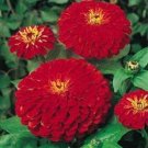 35+ SEEDS CHERRY QUEEN ZINNIA ELEGANS FLOWER SEEDS ANNUAL (Seeds)