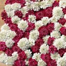 50+ SEEDS IBERIS EVERGREEN RED AND WHITE CANDYTUFT MIX (Seeds)