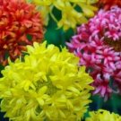 30+ SEEDS INDIAN BLANKET DOUBLES GAILLARDIA FLOWER SEED MIX PERENNIAL (Seeds)