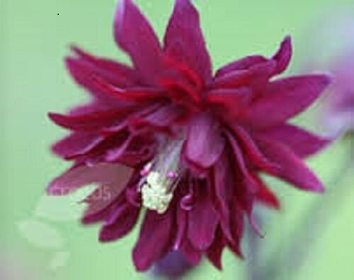 25+ SEEDS AQUILEGIA VULGARIS RUBY PORT FLOWER SEEDS PERENNIAL COLUMBINE (Seeds)