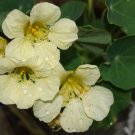 25+ SEEDS CREAMY WHITE "YETI" NASTURTIUM FLOWER SEEDS ANNUAL (Seeds)