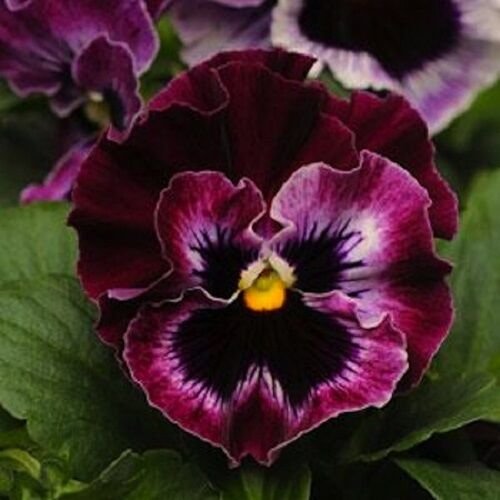 30+ SEEDS FRIZZLE RUFFLED RASPBERRY PANSY FLOWER SEEDS PERENNIAL (Seeds)