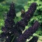 25+ SEEDS BUDDLEIA BUTTERFLY BUSH FLOWER SEEDS MIX / FRAGRANT PERENNIAL (Seeds)