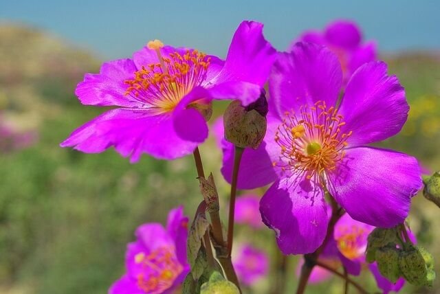 30+ SEEDS CISTANTHE GRANDIFLORA "BRIGHTNESS" SILKY PERENNIAL FLOWER (Seeds)