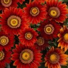 30+ SEEDS GAZANIA NEW DAY RED SHADES FLOWER SEEDS RESEEDING ANNUAL  (Seeds)